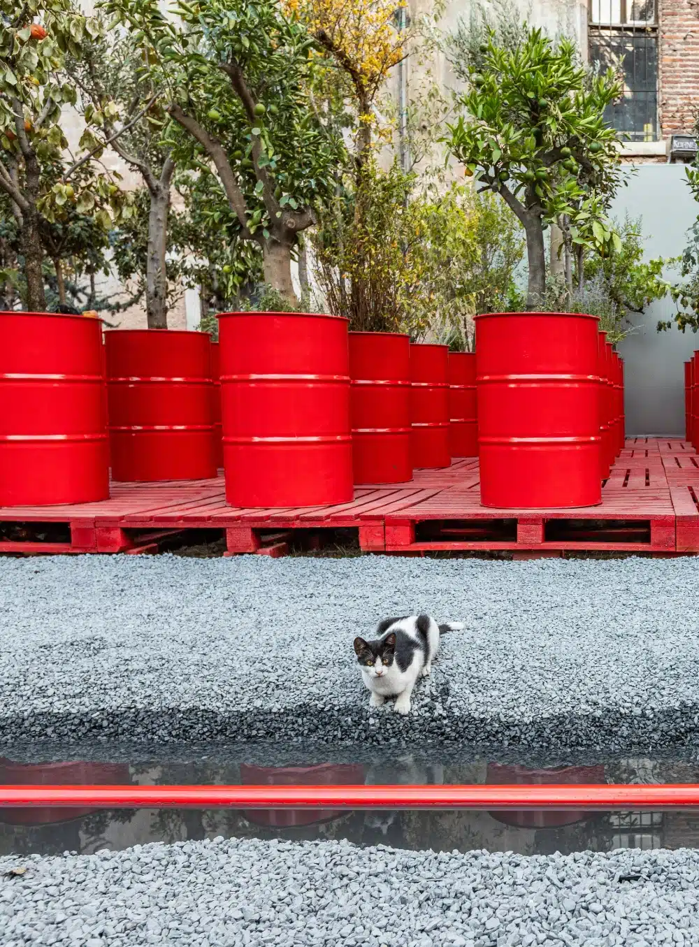 Üç Ayaklı Kedi: Bir Metafor