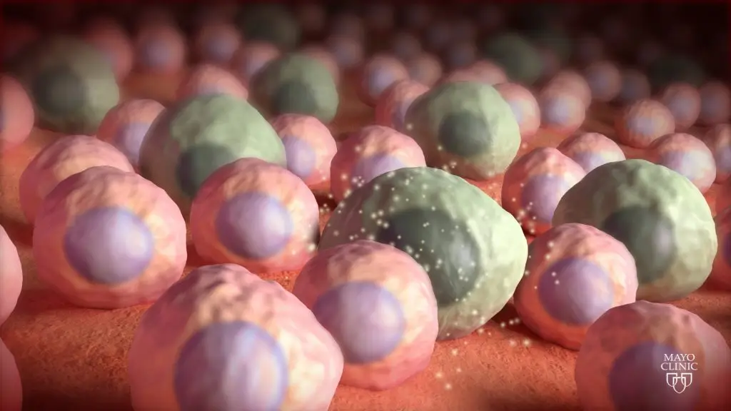 Zombi hücre avcıları: Senolitikler nedir?