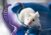 Yaşlanma karşıtı formül bulundu mu? %70 ömür artışı! Yaşlanma karşıtı tedavi araştırması: Erkek fareler üzerinde oksitosin hormonu kullanımı ve yaşam süresi artışı.