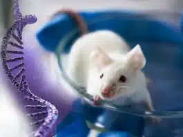 Yaşlanma karşıtı tedavi araştırması: Erkek fareler üzerinde oksitosin hormonu kullanımı ve yaşam süresi artışı.