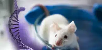 Yaşlanma karşıtı formül bulundu mu? %70 ömür artışı! Yaşlanma karşıtı tedavi araştırması: Erkek fareler üzerinde oksitosin hormonu kullanımı ve yaşam süresi artışı.