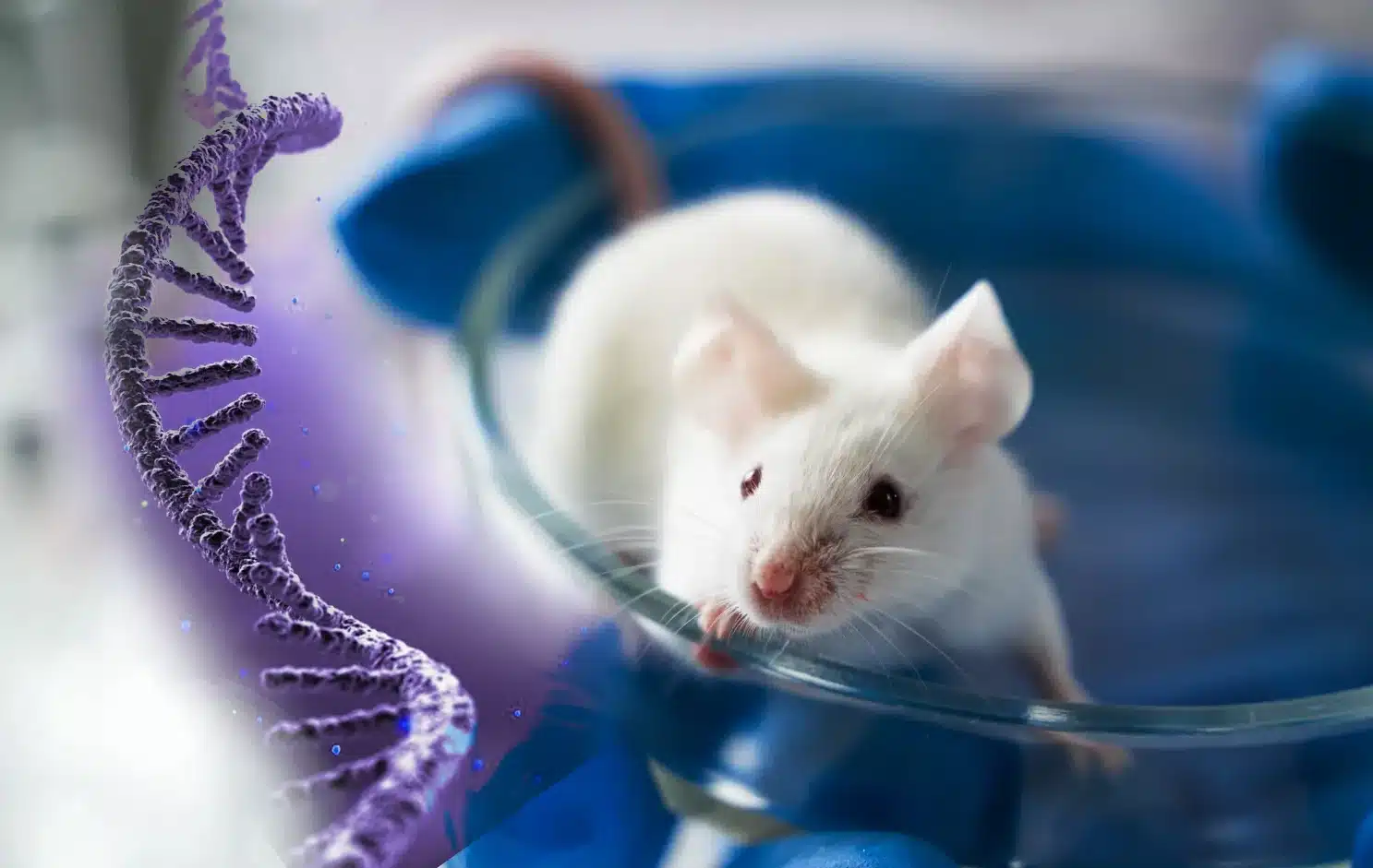 Yaşlanma karşıtı tedavi araştırması: Erkek fareler üzerinde oksitosin hormonu kullanımı ve yaşam süresi artışı.