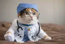 Kediler ve insanlar arasındaki şaşırtıcı kanser bağlantısı kedi ve insan kanser bağlantısı ile bilimsel bulgular