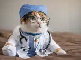 kedi ve insan kanser bağlantısı ile bilimsel bulgular