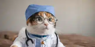 kedi ve insan kanser bağlantısı ile bilimsel bulgular