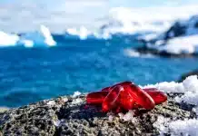 Krill Yağı Nedir? Günlük Beslenmeye Destek Olarak Tercih Edilen Bir Yağ Kaynağı