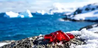 Krill Yağı Nedir? Günlük Beslenmeye Destek Olarak Tercih Edilen Bir Yağ Kaynağı