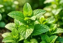 Kıvırcık nane çayı akneye iyi gelir mi? Spearmint ve bilinmeyen yan etkileri Kıvırcık nane çayı akne sorununa çözüm mü? Prof. Dr. Kübra Eren Bozdağ spearmint çayının etkilerini ve risklerini açıklıyor.