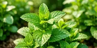 Kıvırcık nane çayı akneye iyi gelir mi? Spearmint ve bilinmeyen yan etkileri Kıvırcık nane çayı akne sorununa çözüm mü? Prof. Dr. Kübra Eren Bozdağ spearmint çayının etkilerini ve risklerini açıklıyor.
