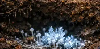 Suyu donduran toprak mantarı iklim değişikliği çözümü