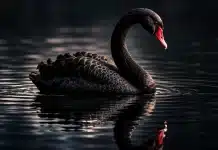 Sahte Kimlikler, Siyah Kuğu