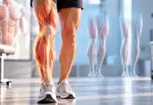 Estetik karın kası yanılgısı: Güçlü bacak kasları ömrü nasıl uzatıyor? Güçlü bacak kasları ve uyluk kas yapısını gösteren anatomik model