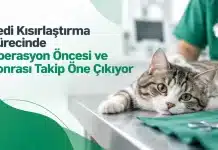 Kedi Kısırlaştırma Sürecinde Operasyon Öncesi ve Sonrası Takip Öne Çıkıyor Kedi kısırlaştırma operasyonunda cerrahi öncesi sağlık taraması ve iyileşme dönemindeki bakım süreçleri.