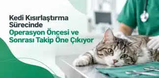 Kedi Kısırlaştırma Sürecinde Operasyon Öncesi ve Sonrası Takip Öne Çıkıyor Kedi kısırlaştırma operasyonunda cerrahi öncesi sağlık taraması ve iyileşme dönemindeki bakım süreçleri.
