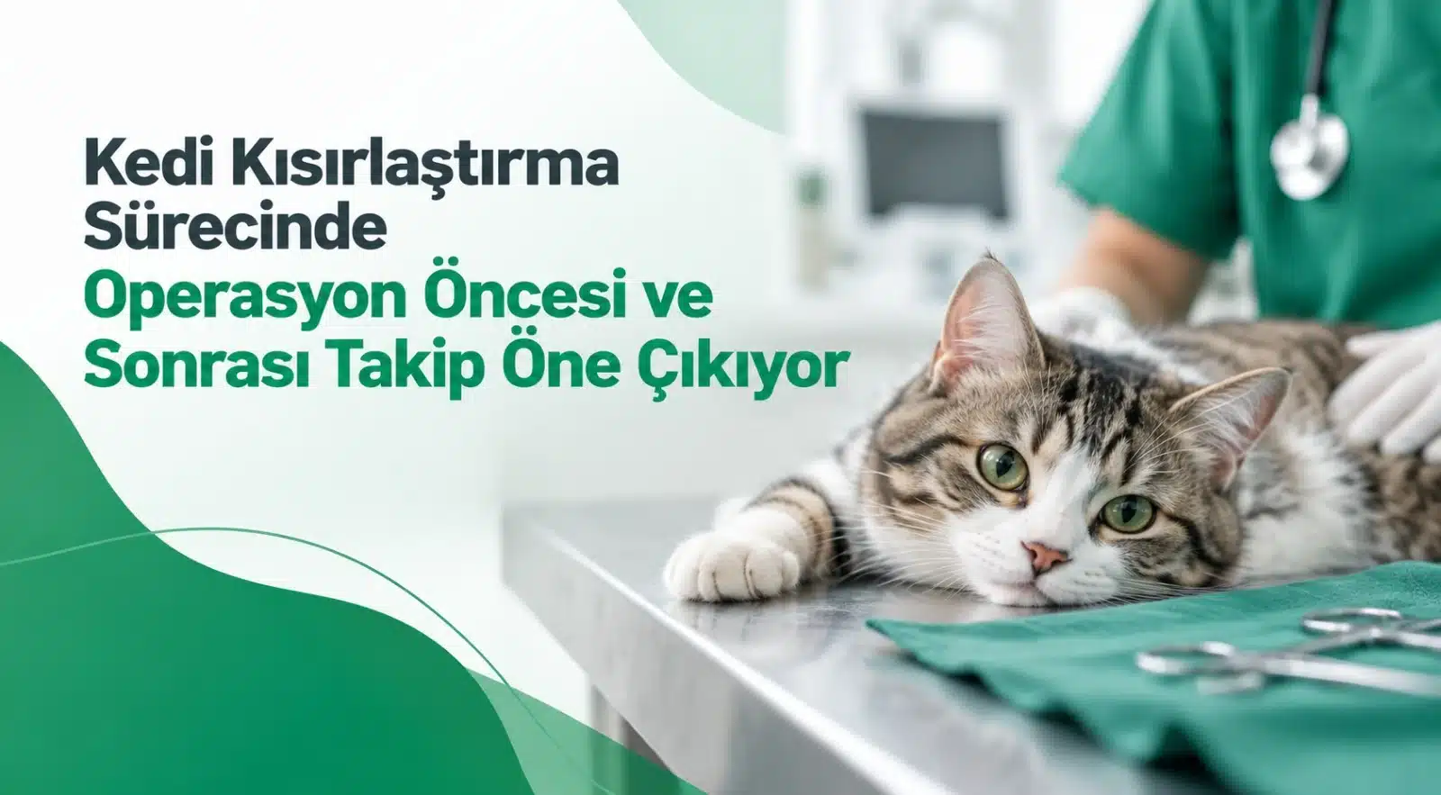 Kedi kısırlaştırma operasyonunda cerrahi öncesi sağlık taraması ve iyileşme dönemindeki bakım süreçleri.