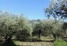 Zeytinliğe ev yapılır mı? 4 kritik soru, 4 yanıt Dağ eteğinde zeytin ağaçlarıyla kaplı arazi; zeytinliğe ev yapılır mı sorusunun yanıtı kanunda
