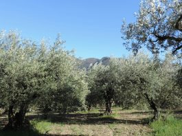 Dağ eteğinde zeytin ağaçlarıyla kaplı arazi; zeytinliğe ev yapılır mı sorusunun yanıtı kanunda