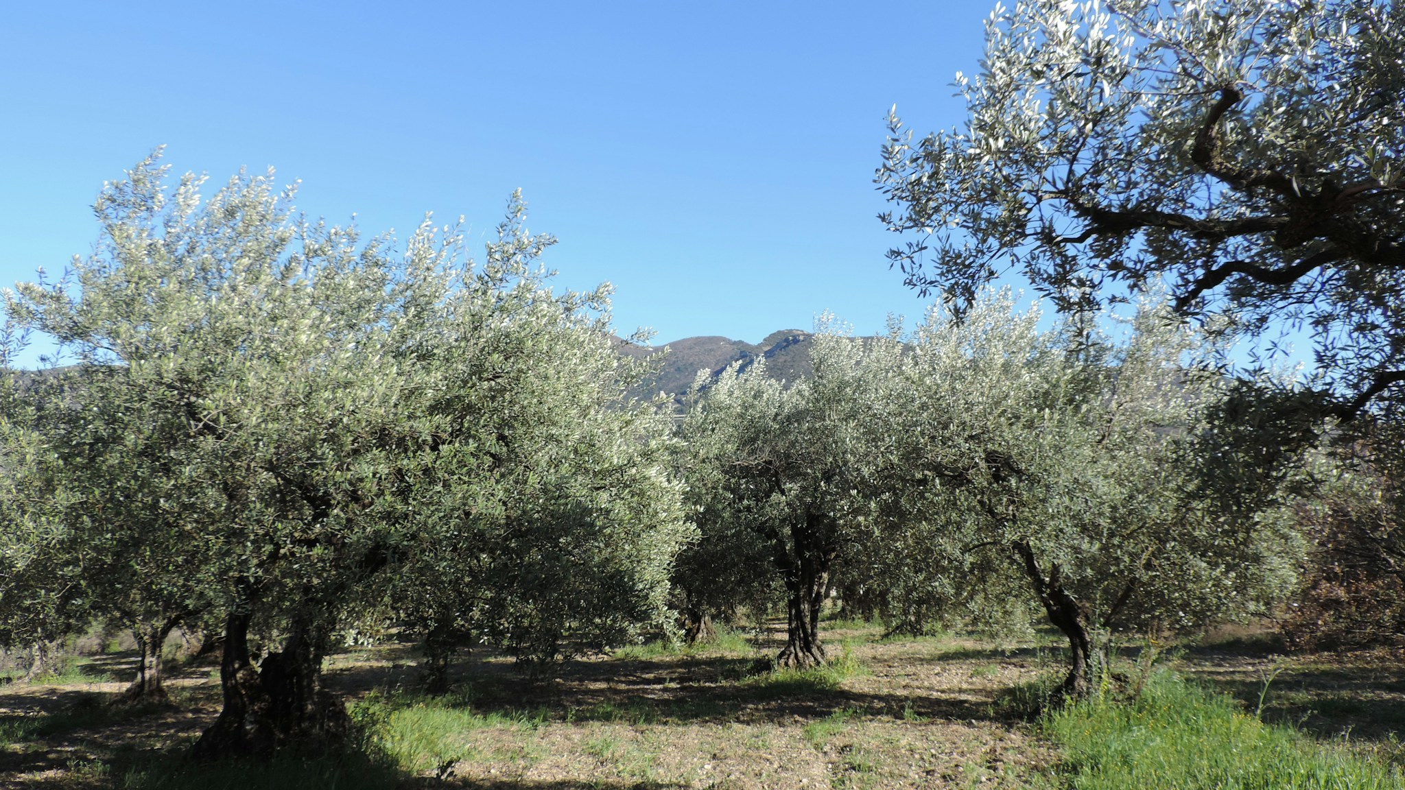 Dağ eteğinde zeytin ağaçlarıyla kaplı arazi; zeytinliğe ev yapılır mı sorusunun yanıtı kanunda
